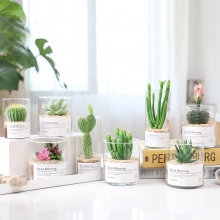 玻璃养殖多肉绿植 植物仙人掌 仙人球 肉肉组合盆栽 办公室内花卉好养桌面小绿植 送员工生日礼物